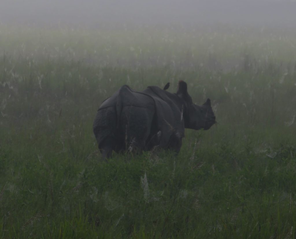 The Elrhino effect